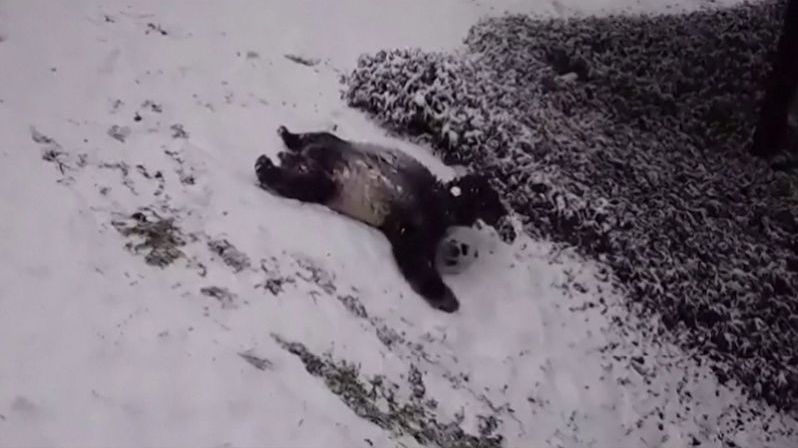 Pandy řádily ve sněhu: Válely sudy a sjížděly svah po zádech